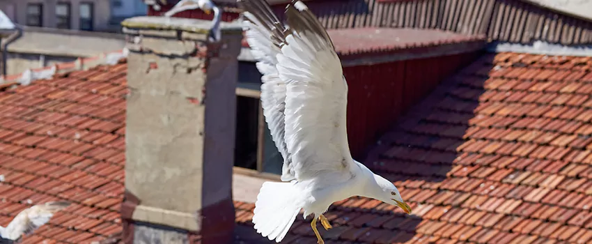 Residential Chimney Animal Removal Solution in Northbrook, IL