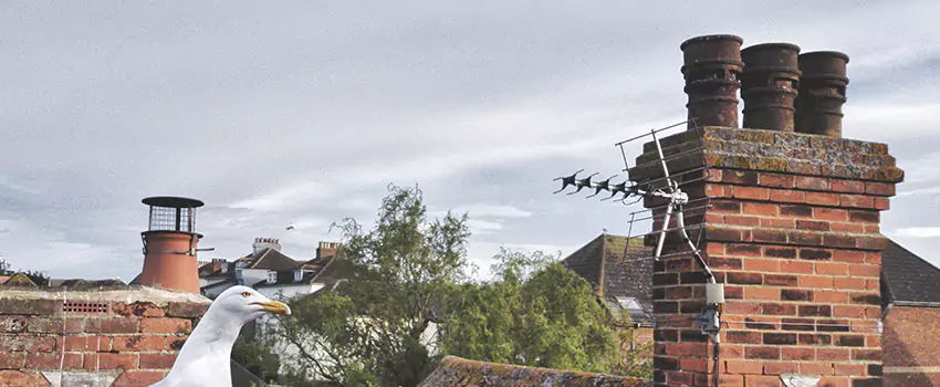 Chimney Cleaning And Restoration in Northbrook, Illinois